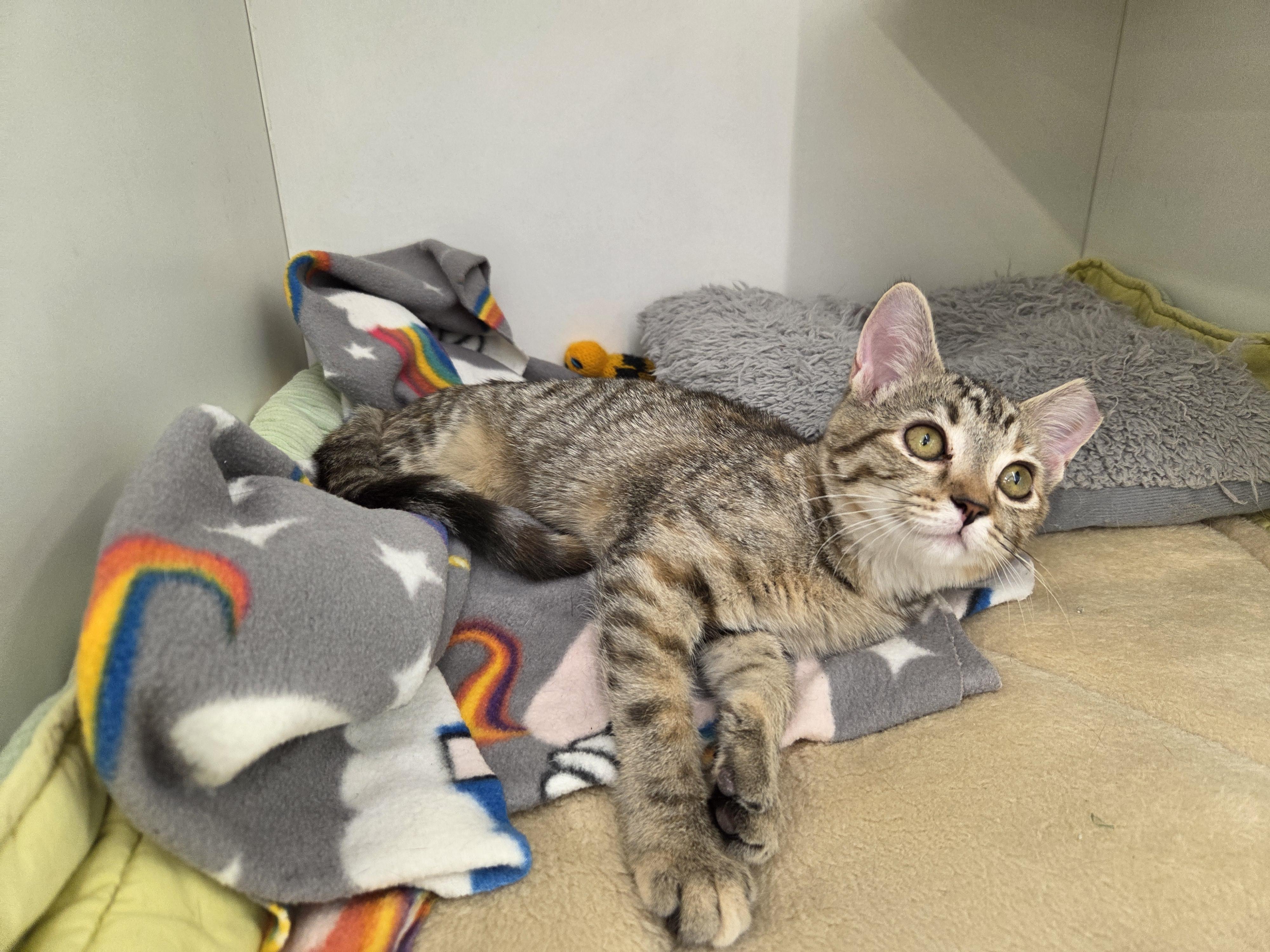 Enlarge Jem, a Adoptable Tabby in New Albany, OH image 5/6
