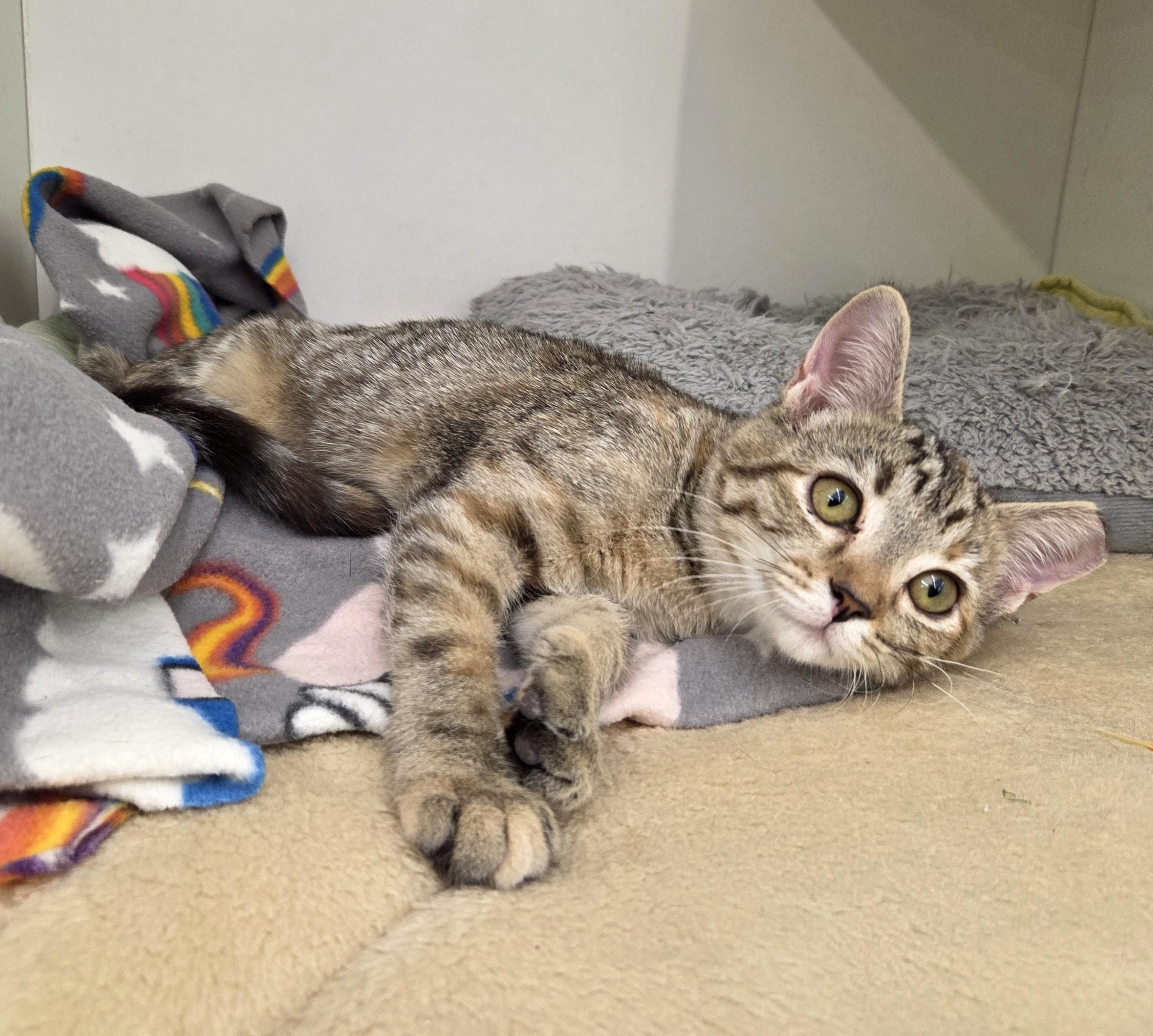 Jem, Adoptable, Kitten Female Tabby.