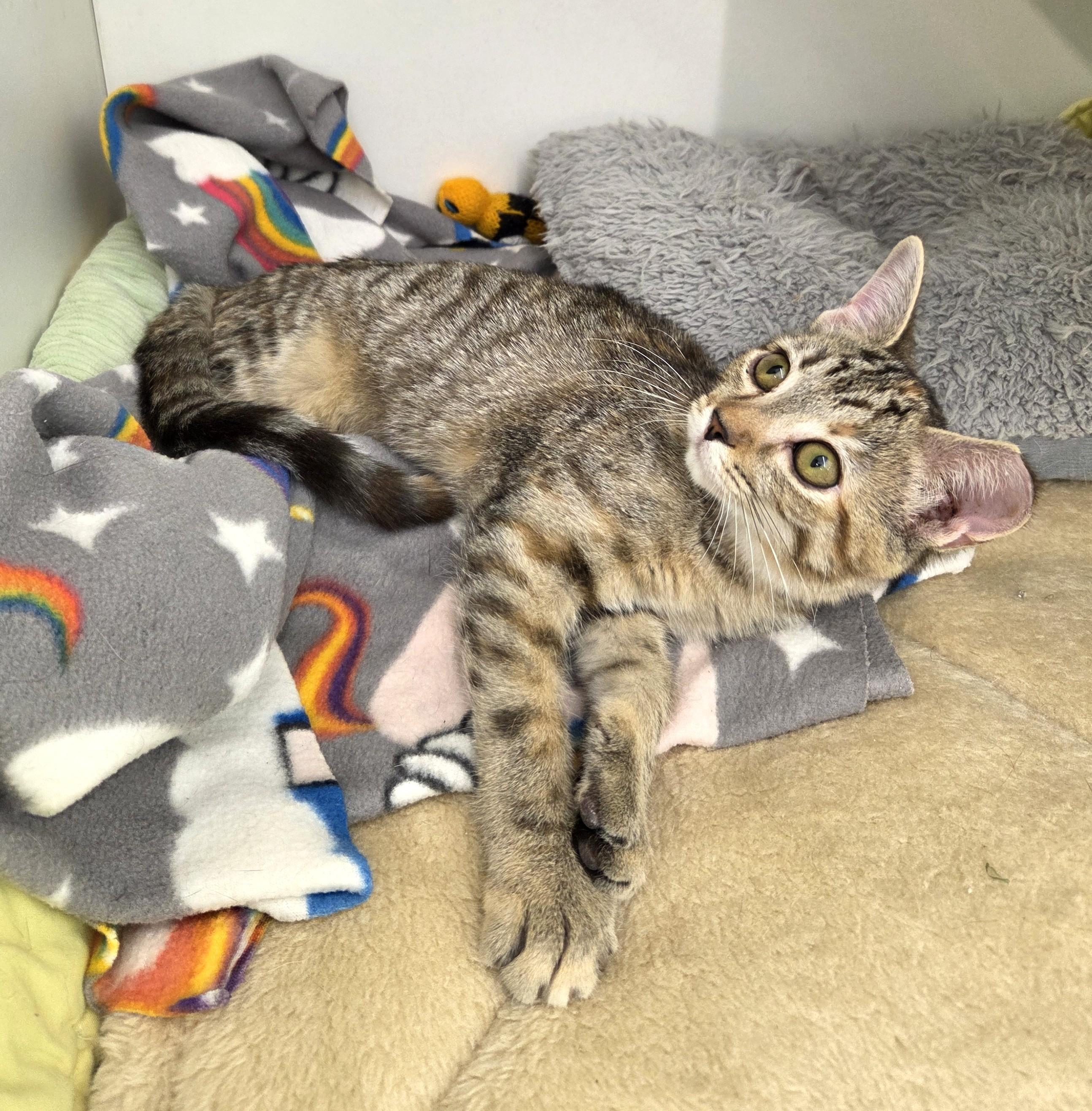 Enlarge Jem, a Adoptable Tabby in New Albany, OH image 2/6