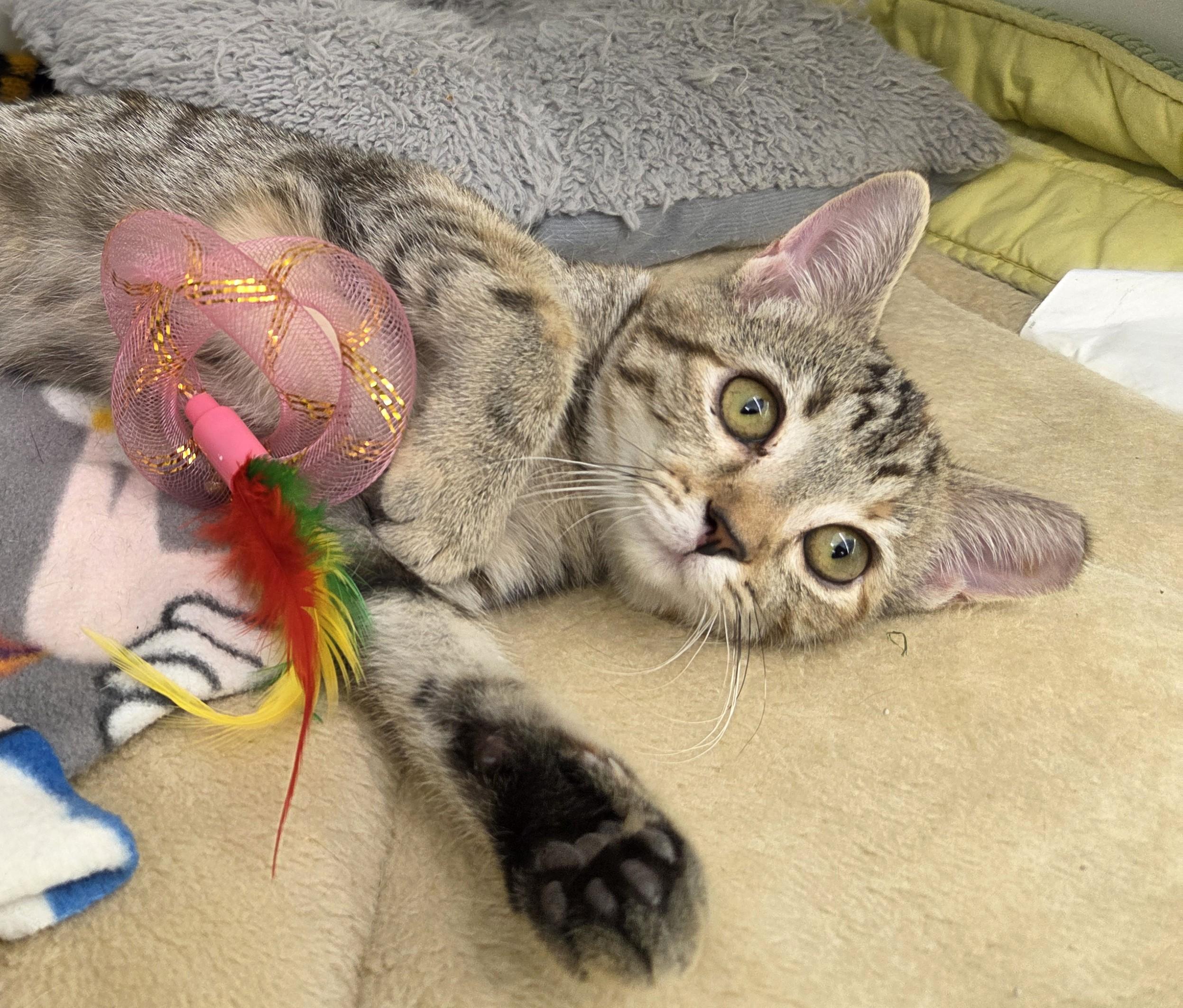 Enlarge Jem, a Adoptable Tabby in New Albany, OH image 6/6