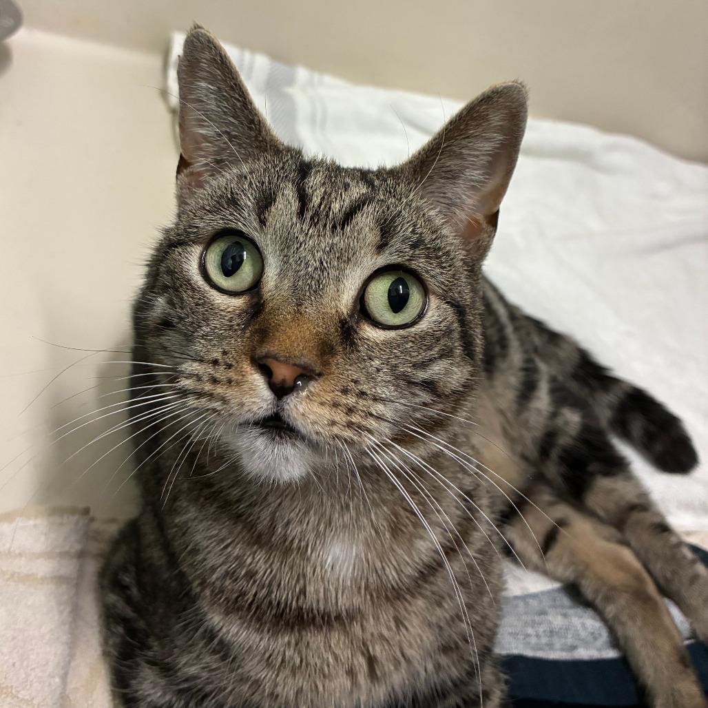 Left Twix, Adoptable, Adult Female Domestic Short Hair.