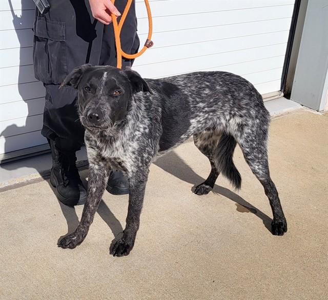 Enlarge WOODWIND, a Adoptable mixed breed in Louisville, KY image 1/1