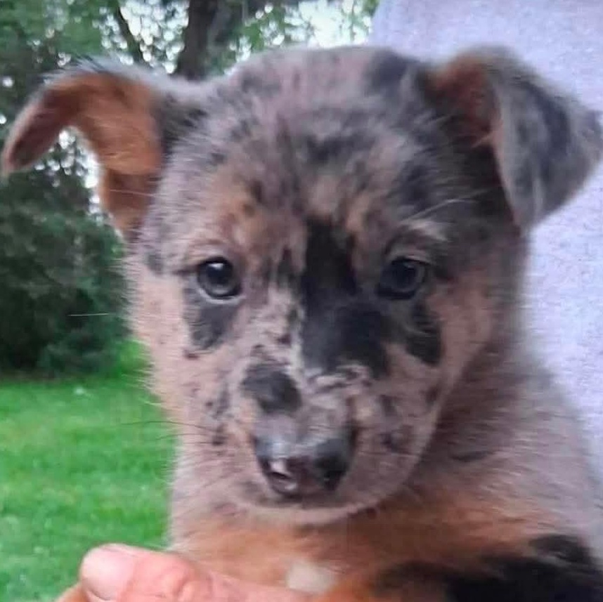 Nina, an adopted mixed breed in Syracuse, NY image 5/6