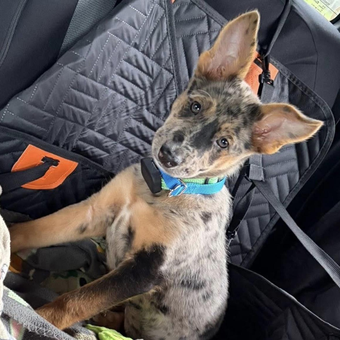Nina, adopted, Puppy Female Catahoula Leopard Dog & Shepherd.