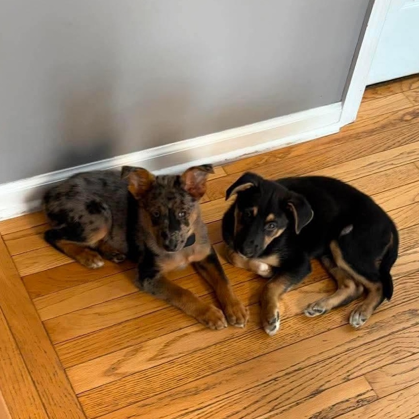 Nina, an adopted mixed breed in Syracuse, NY image 6/6