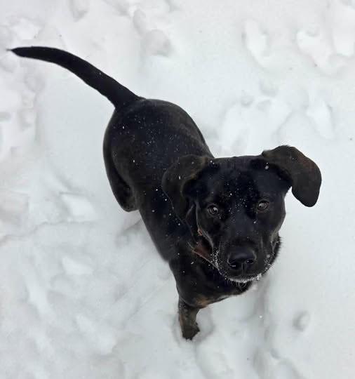 Billie, Adoptable, Young Female Labrador Retriever.