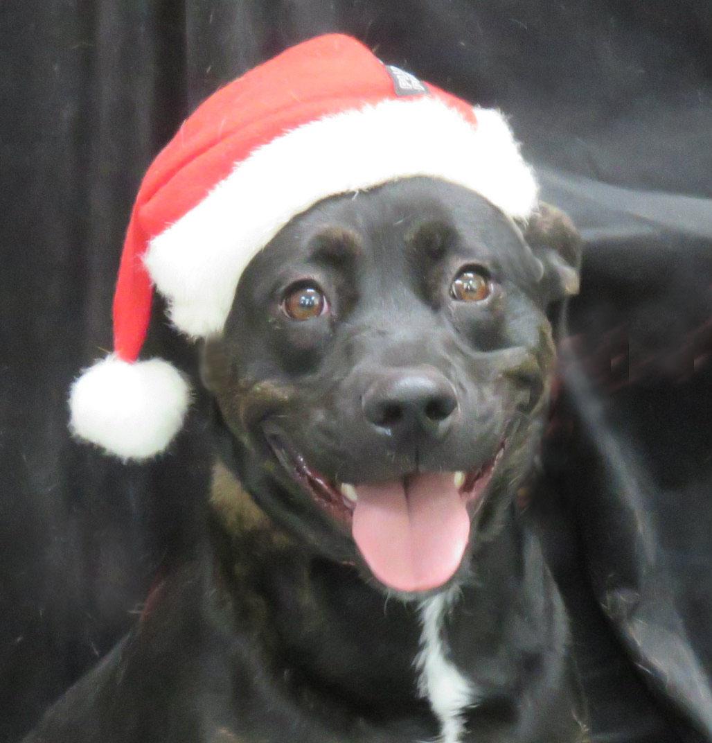 Billie, Adoptable, Young Female Labrador Retriever.