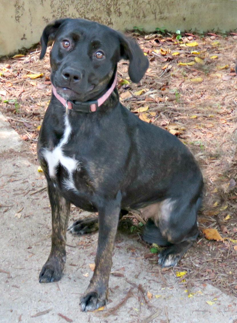 Billie, Adoptable, Young Female Labrador Retriever.
