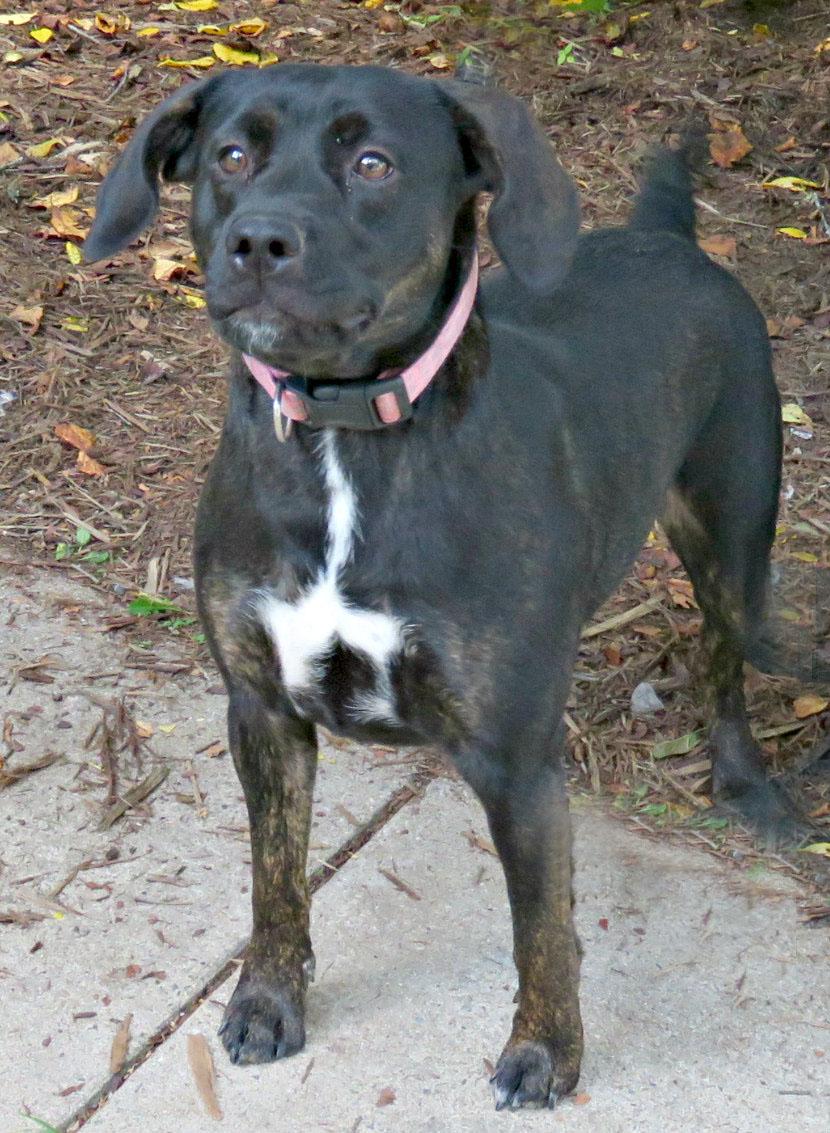 Enlarge Billie, a Adoptable mixed breed in Lexington, VA image 3/4