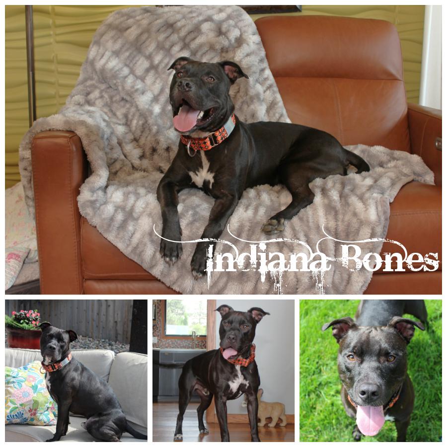 Indiana Bones, Adoptable, Adult Male Terrier.