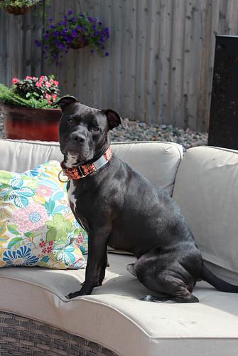 Indiana Bones, a Adoptable mixed breed in Sioux Falls, SD image 2/6