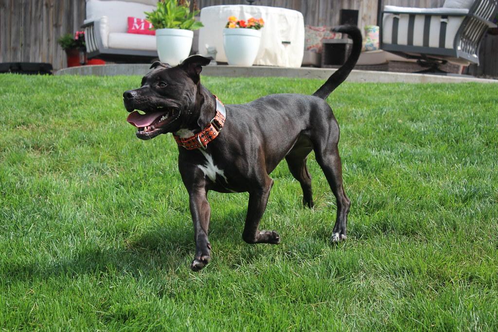 Indiana Bones, an adoptable Terrier in Sioux Falls, SD, 57101 | Photo Image 6