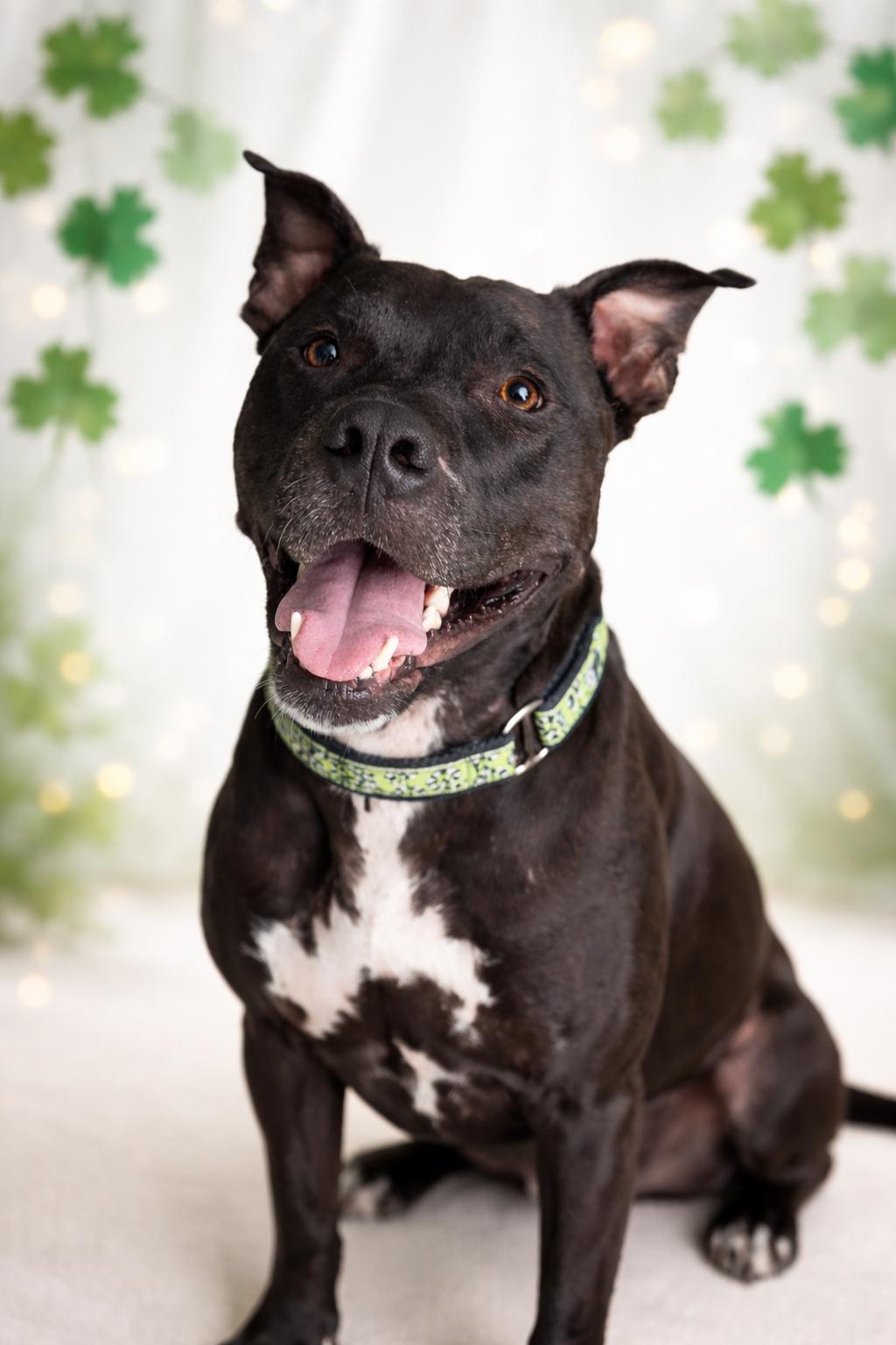Enlarge Indiana Bones, a Adoptable mixed breed in Sioux Falls, SD image 5/6