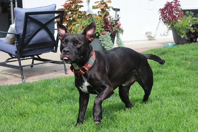 Indiana Bones, a Adoptable mixed breed in Sioux Falls, SD image 4/6