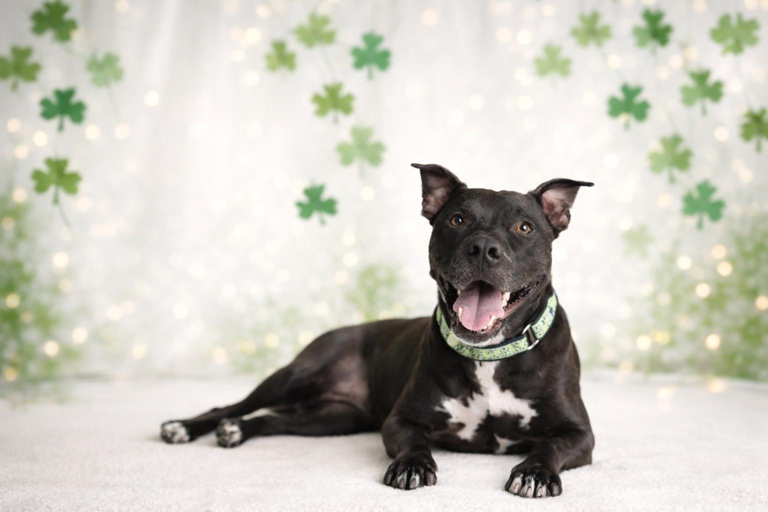 Enlarge Indiana Bones, a Adoptable mixed breed in Sioux Falls, SD image 3/6