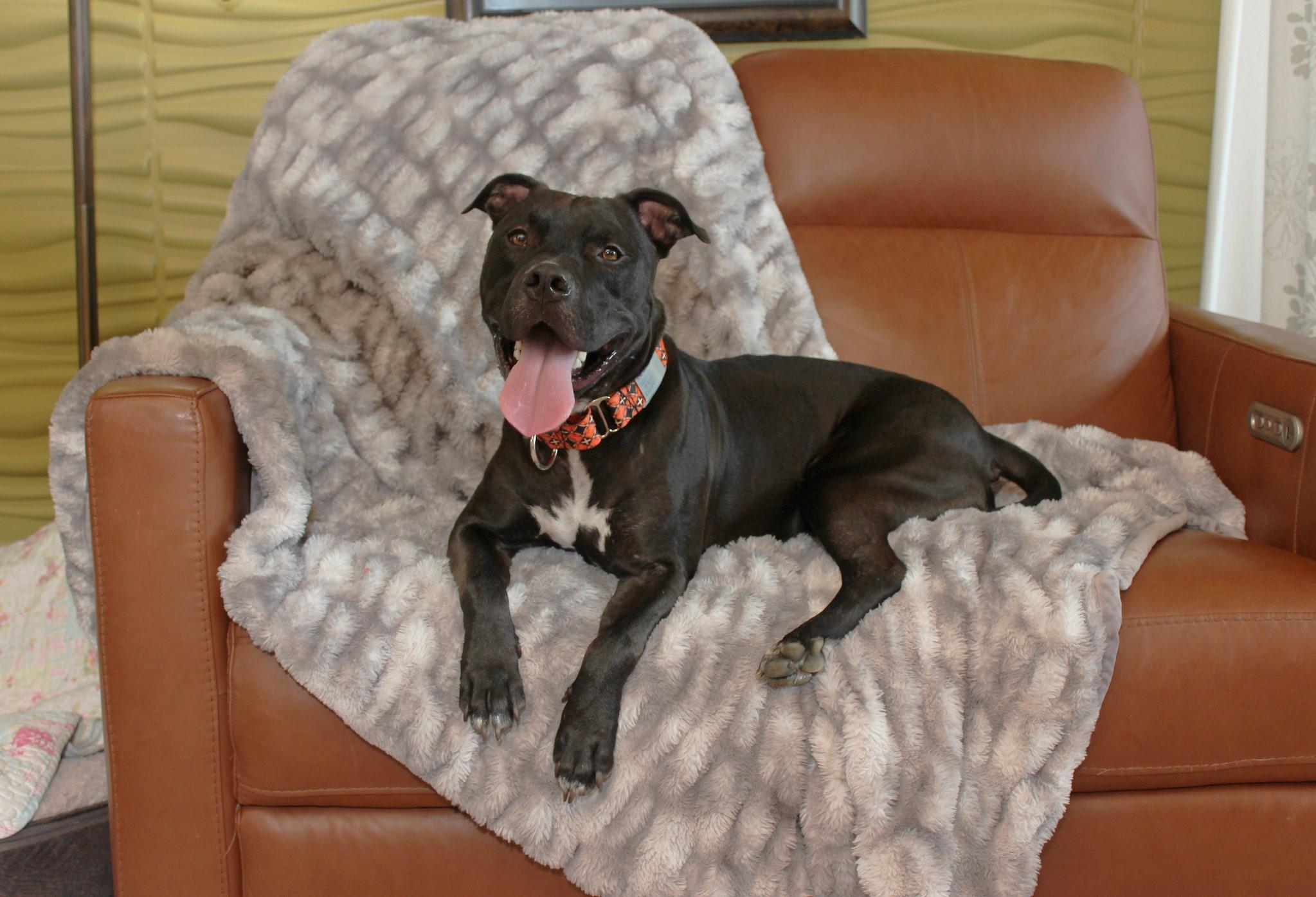 Enlarge Indiana Bones, a Adoptable mixed breed in Sioux Falls, SD image 6/6