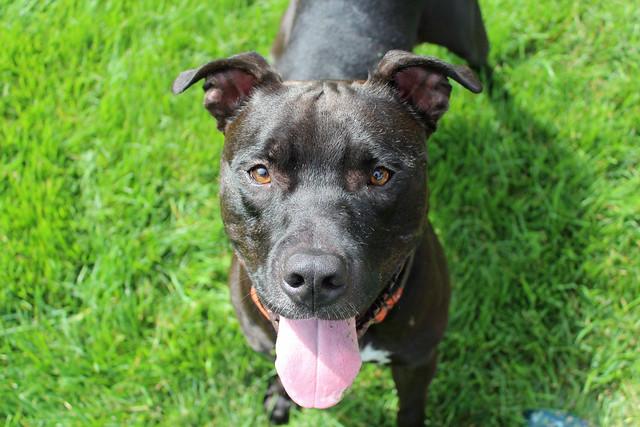 Indiana Bones, an adoptable Terrier in Sioux Falls, SD, 57101 | Photo Image 4
