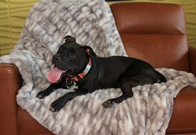 Indiana Bones, a Adoptable mixed breed in Sioux Falls, SD image 6/6