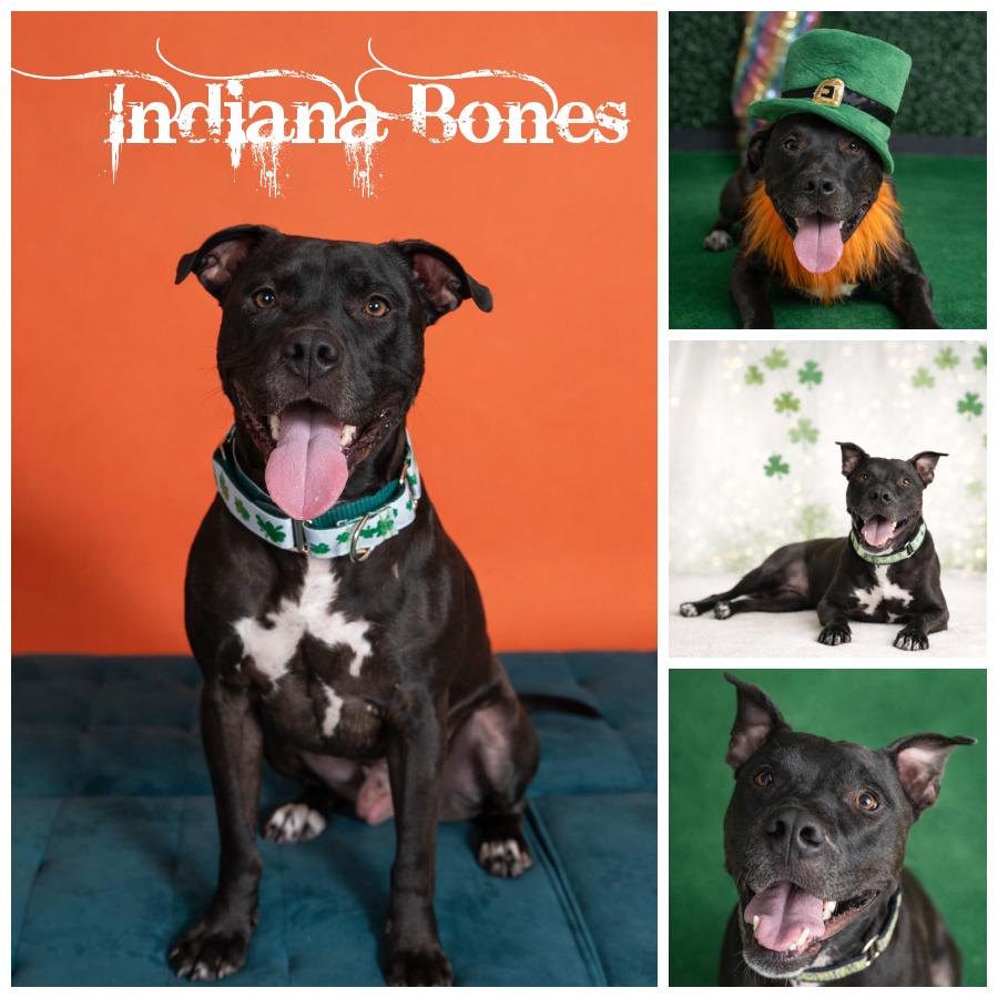 Enlarge Indiana Bones, a Adoptable mixed breed in Sioux Falls, SD image 1/6