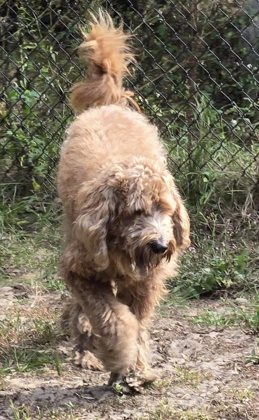 Enlarge Dolly, a ADOPTABLE Goldendoodle in Orlando, FL image 1/6