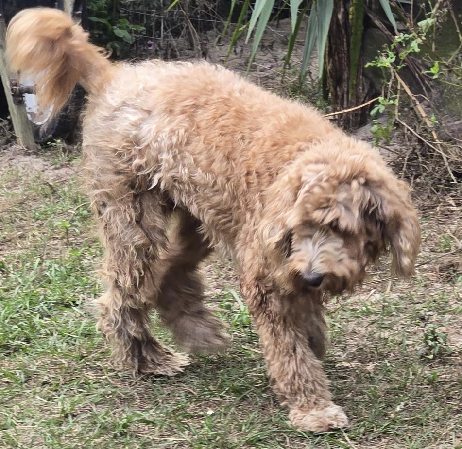 Enlarge Dolly, a ADOPTABLE Goldendoodle in Orlando, FL image 2/6