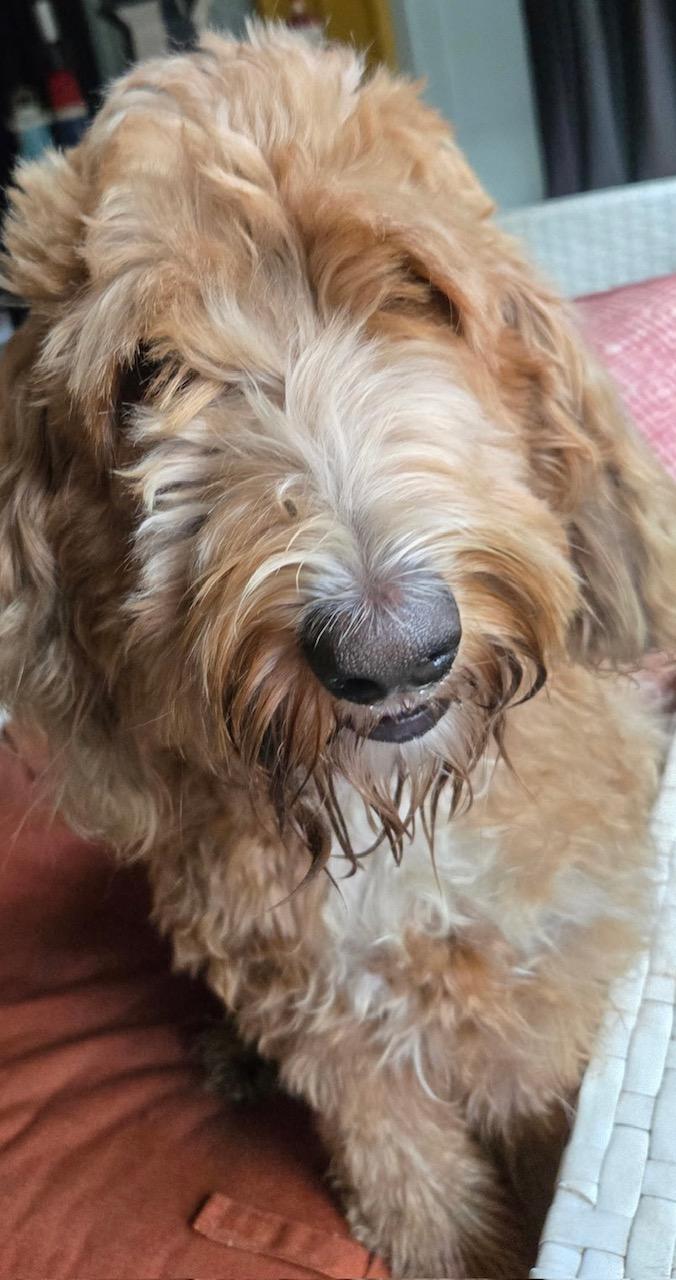 Enlarge Dolly, a ADOPTABLE Goldendoodle in Orlando, FL image 3/6