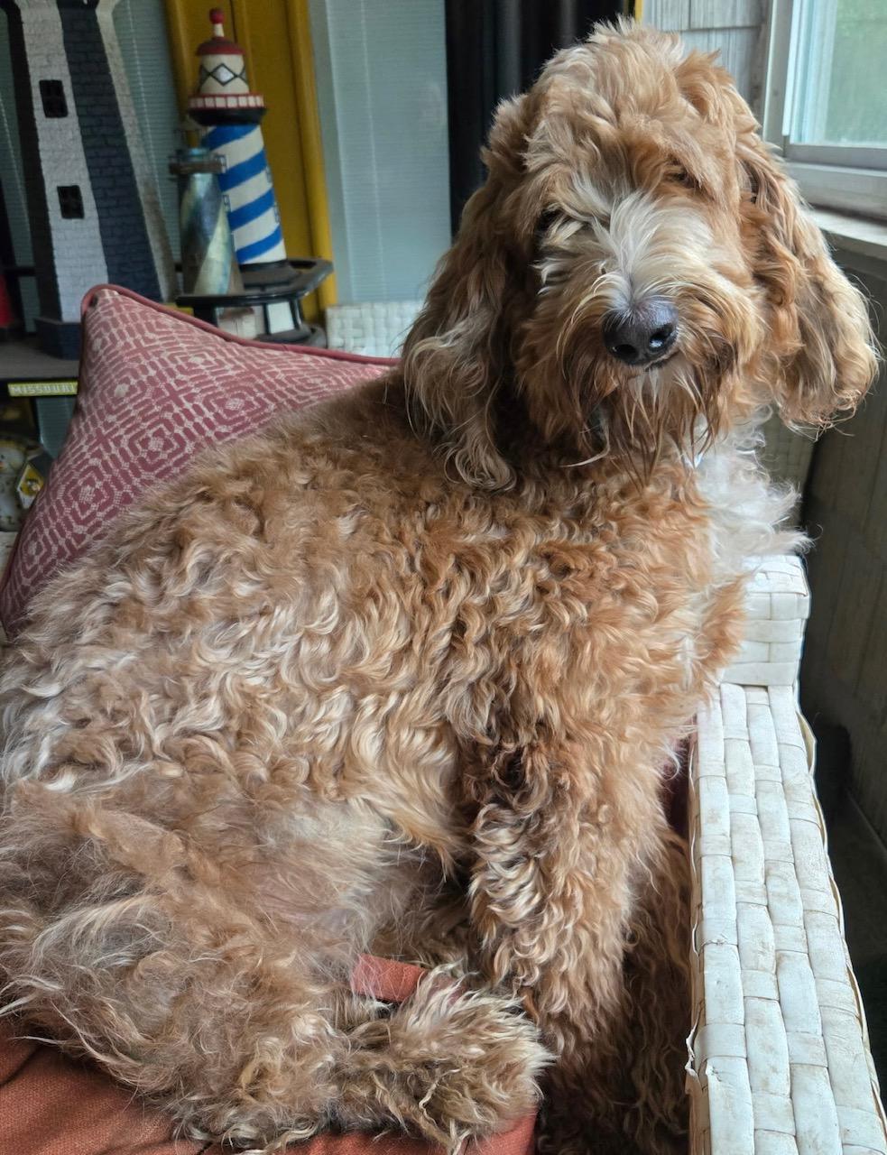 Enlarge Dolly, a ADOPTABLE Goldendoodle in Orlando, FL image 4/6