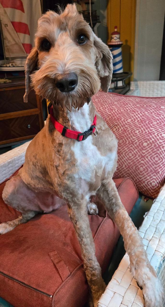 Enlarge Dolly, a ADOPTABLE Goldendoodle in Orlando, FL image 5/6