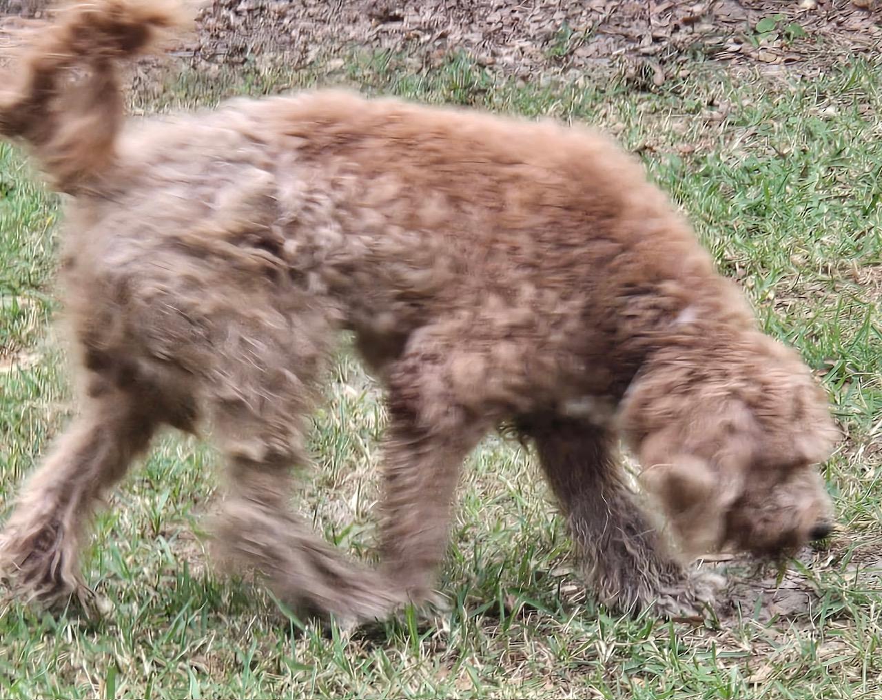 Enlarge Dolly, a ADOPTABLE Goldendoodle in Orlando, FL image 6/6