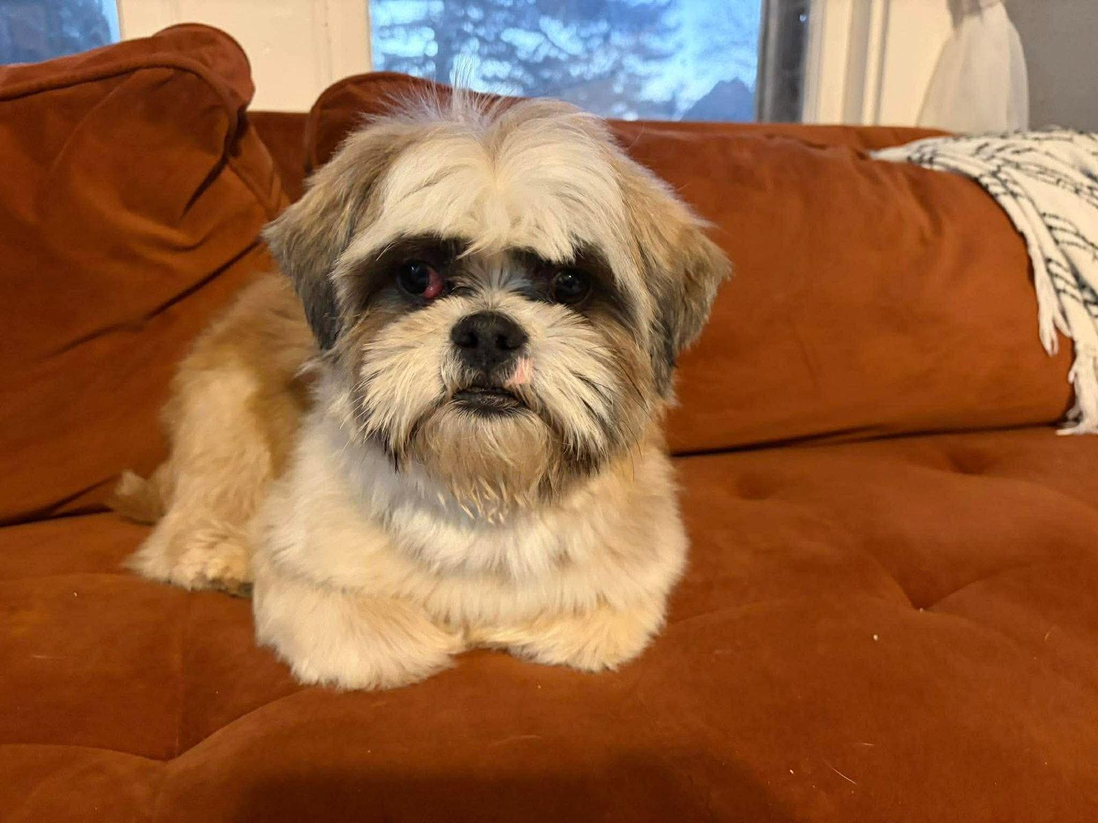 Enlarge SPONSOR ME - Oakley - ADOPTION IN PROCESS, a Adoptable Shih Tzu in Grafton, WI image 2/3