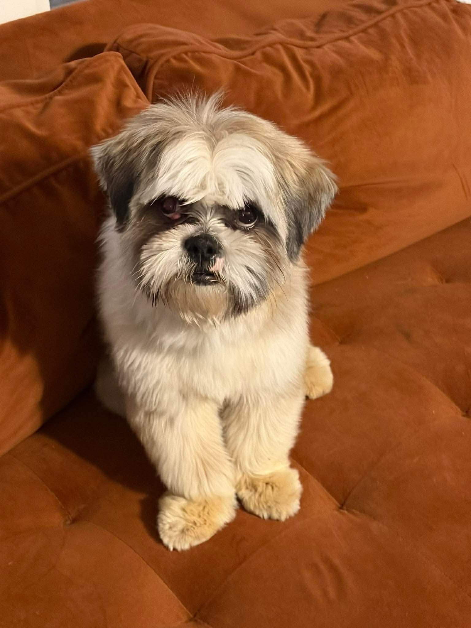 Enlarge SPONSOR ME - Oakley - ADOPTION IN PROCESS, a Adoptable Shih Tzu in Grafton, WI image 3/3