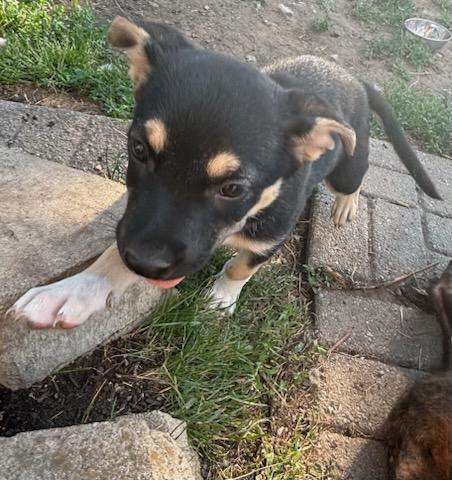 Muffin, Adopted, Puppy Female American Staffordshire Terrier.