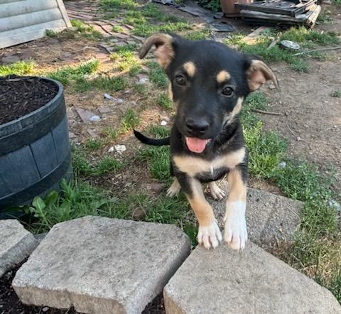 Enlarge Muffin, a Adopted American Staffordshire Terrier in New Kensington, PA image 2/2