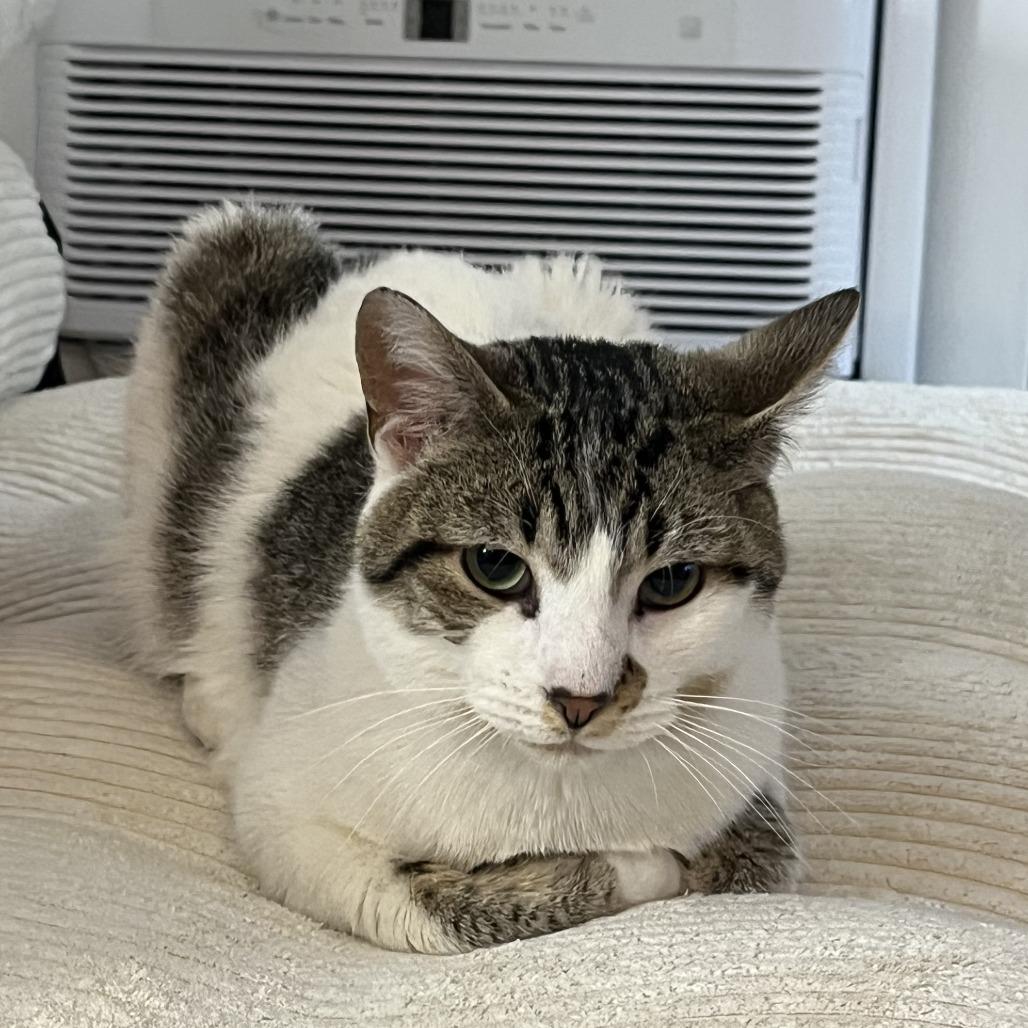 Enlarge Davis, a ADOPTABLE Domestic Short Hair in Evanston, IL image 1/1