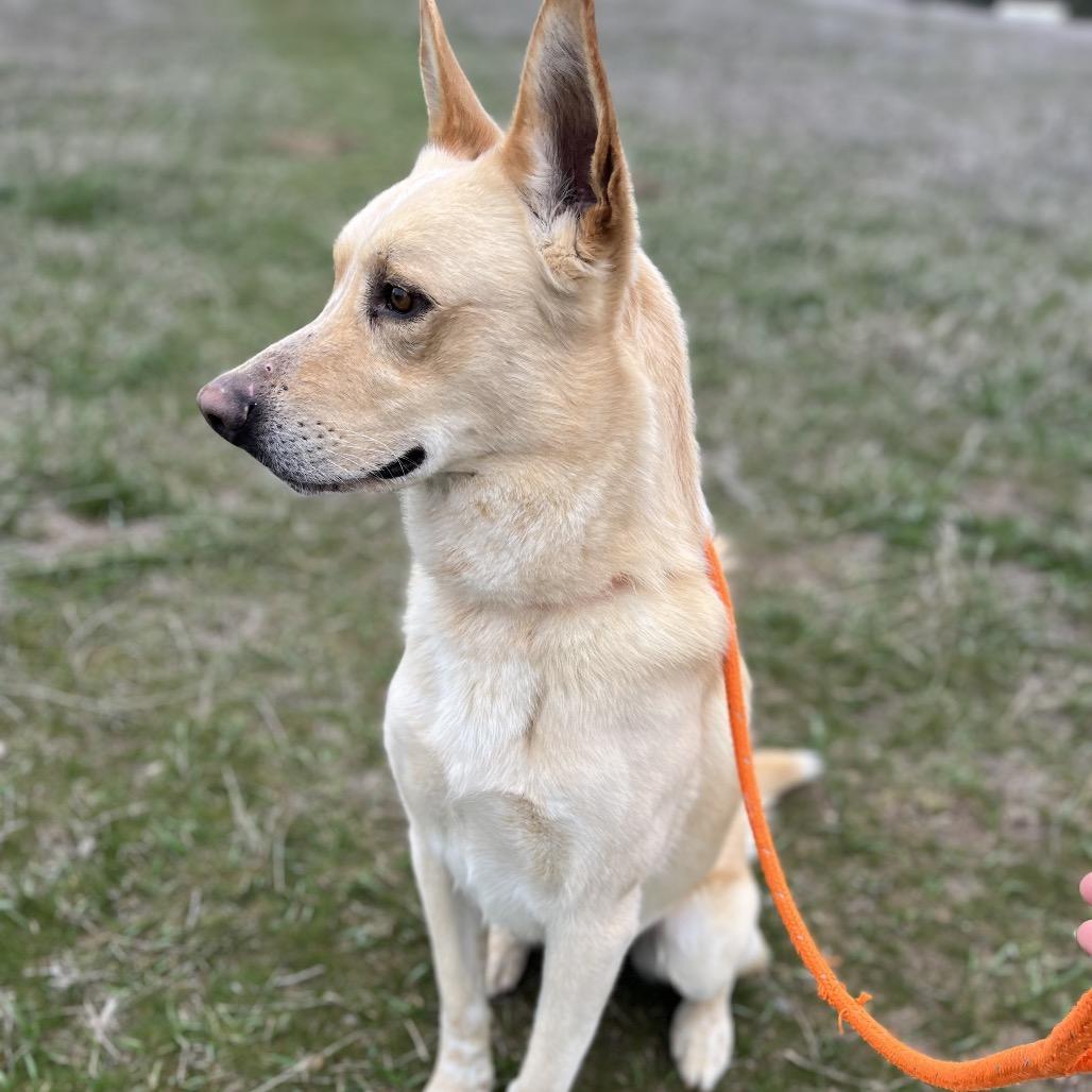 Zeus, Adoptable, Adult Male Mixed Breed.