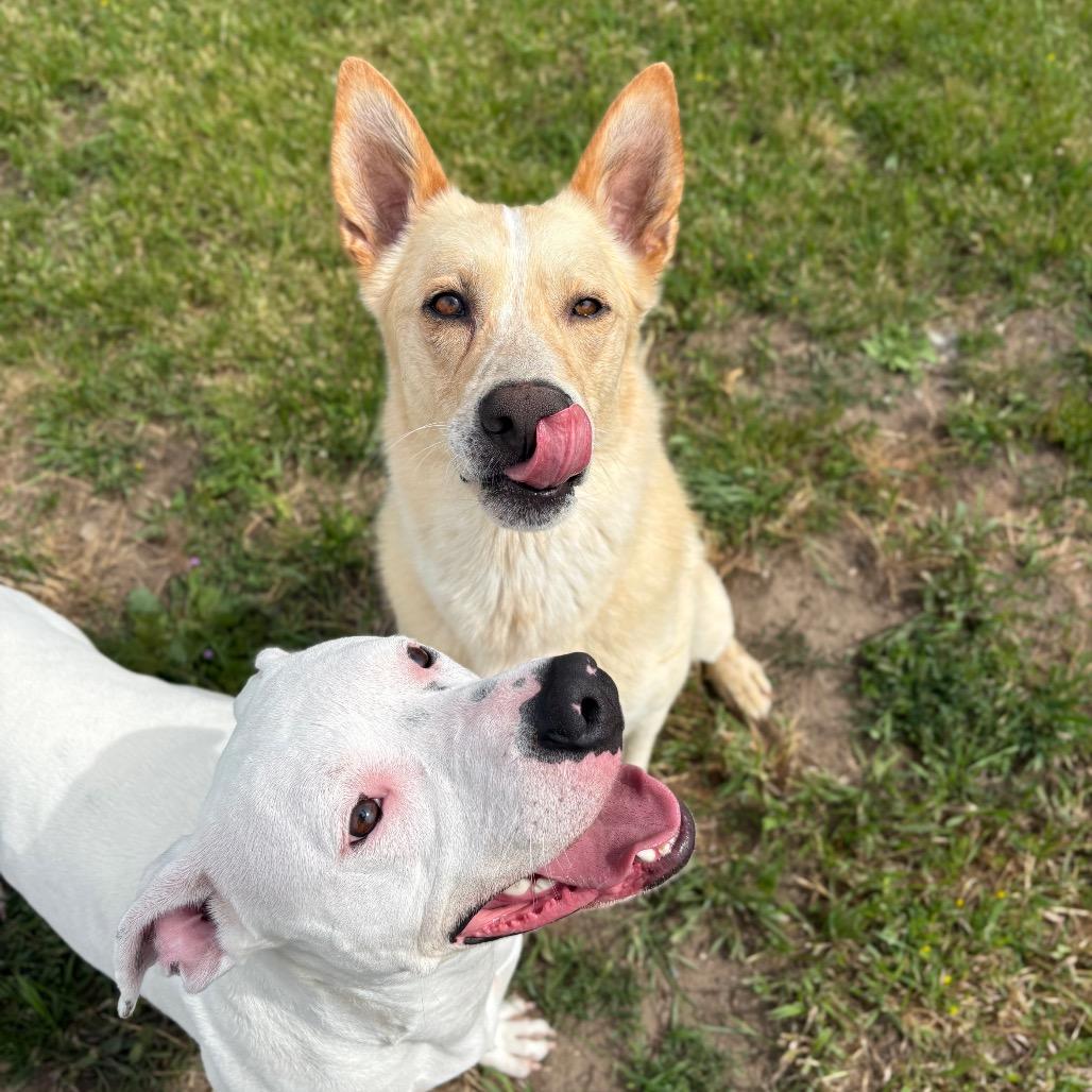 Zeus, Adoptable, Adult Male Mixed Breed.