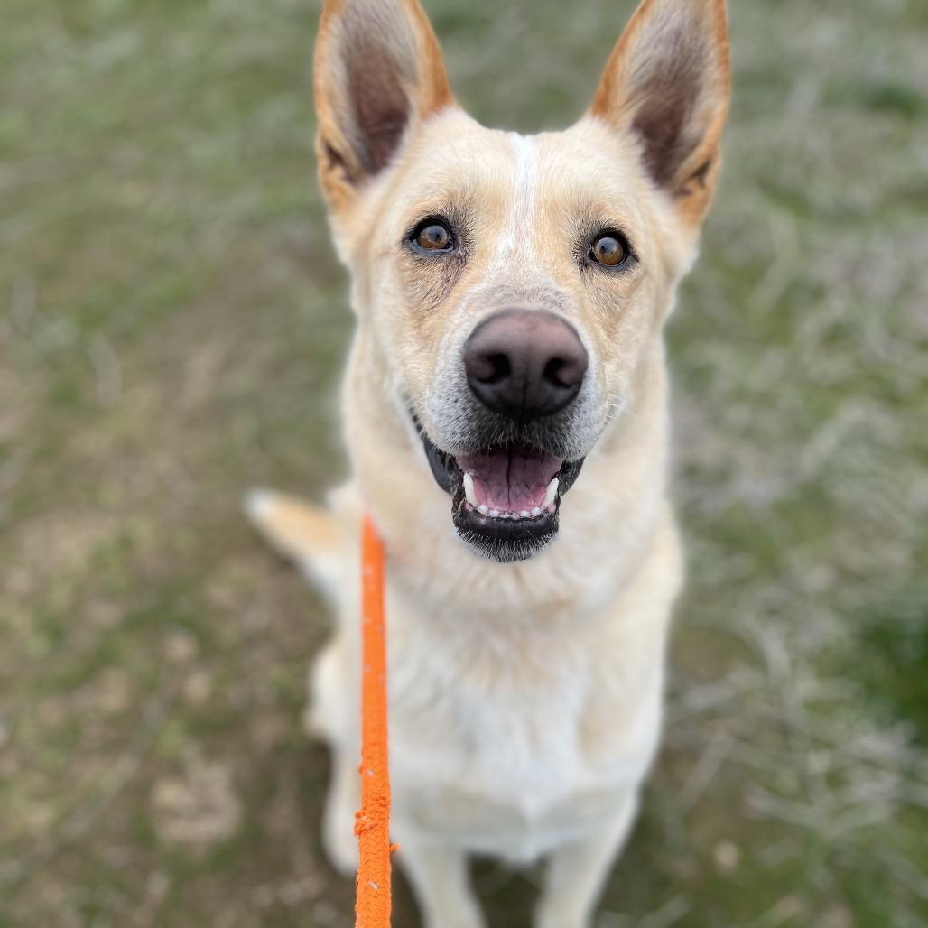 Enlarge Zeus, a Adoptable Mixed Breed in Spokane, WA image 2/6