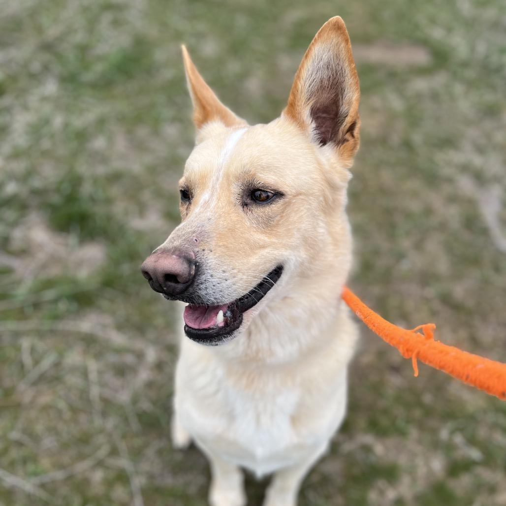 Enlarge Zeus, a Adoptable Mixed Breed in Spokane, WA image 3/6