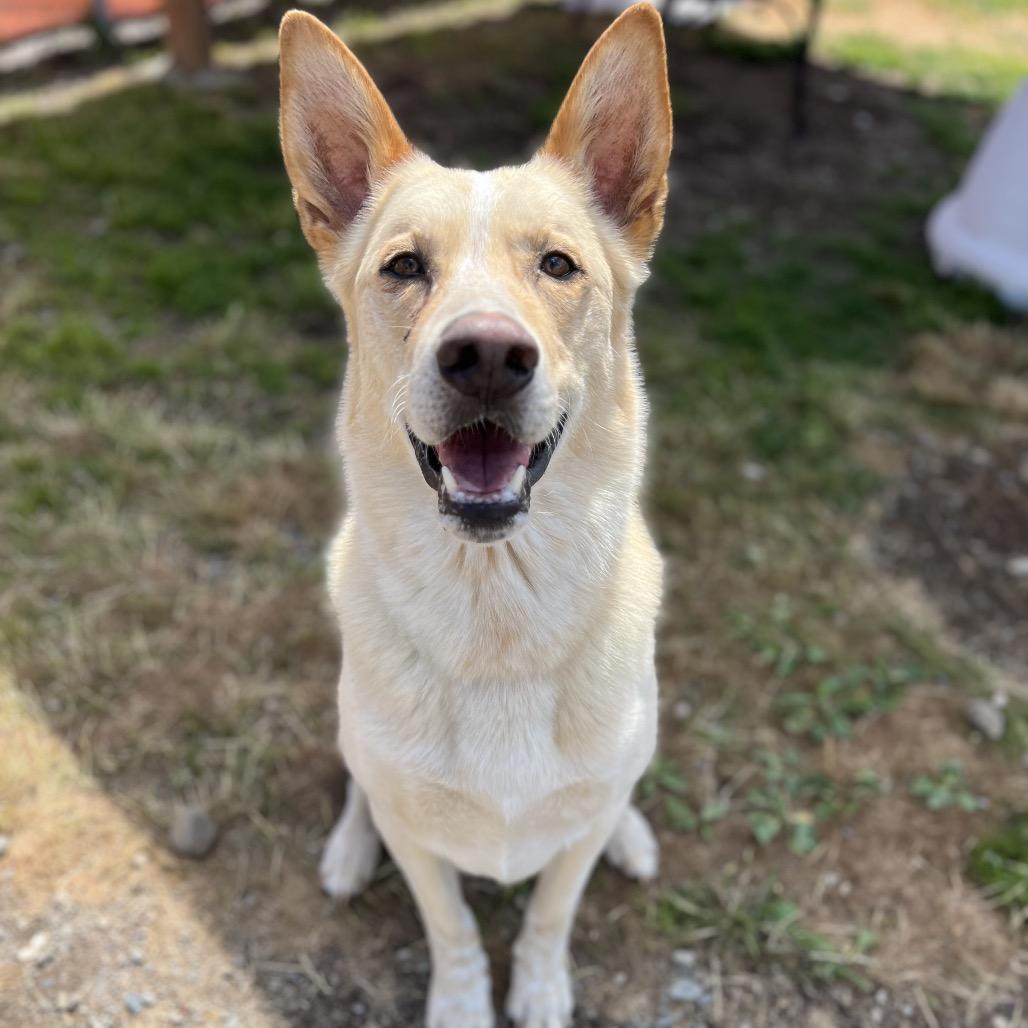 Enlarge Zeus, a Adoptable Mixed Breed in Spokane, WA image 5/6