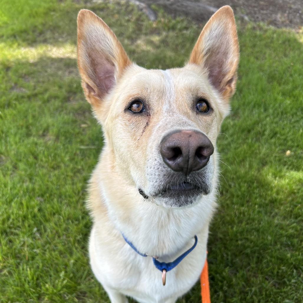 Enlarge Zeus, a Adoptable Mixed Breed in Spokane, WA image 6/6
