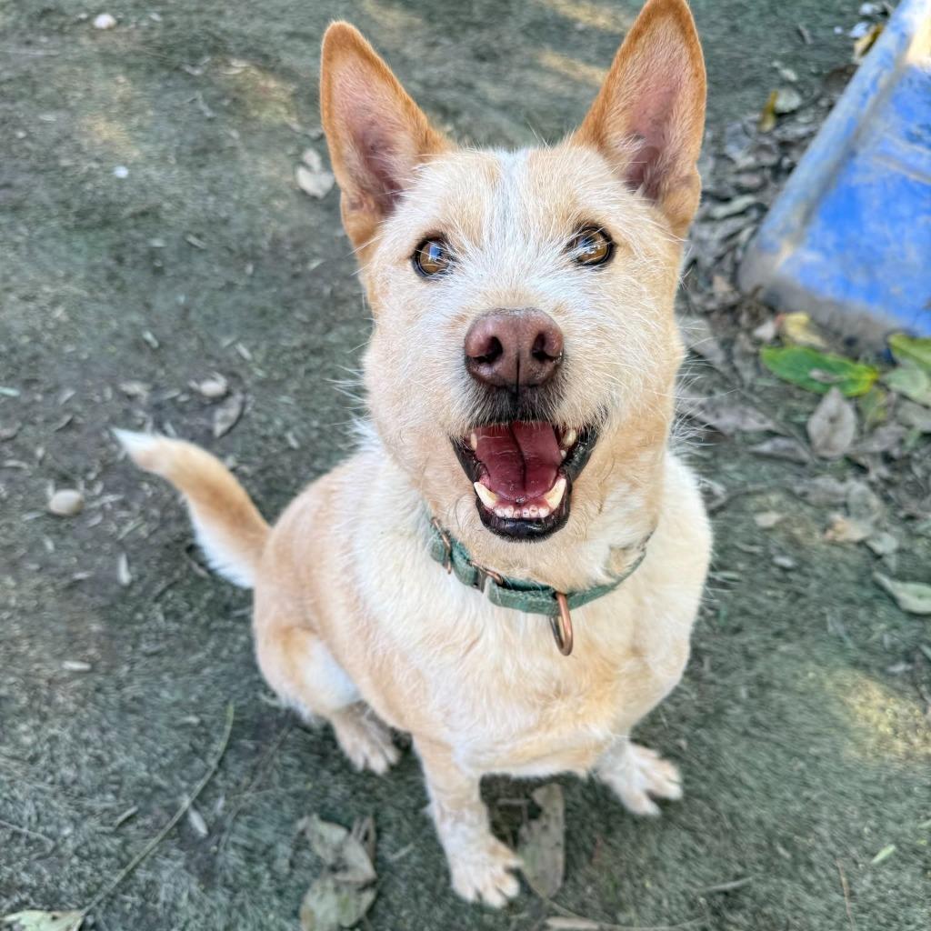 Nier (Soi Dog), Adoptable, Adult Male Wirehaired Terrier & Shiba Inu.