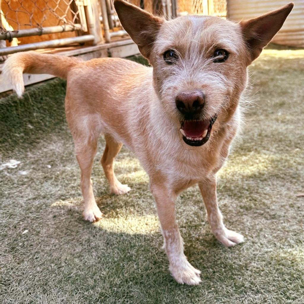 Enlarge Nier (Soi Dog), a Adoptable mixed breed in San Diego, CA image 4/6