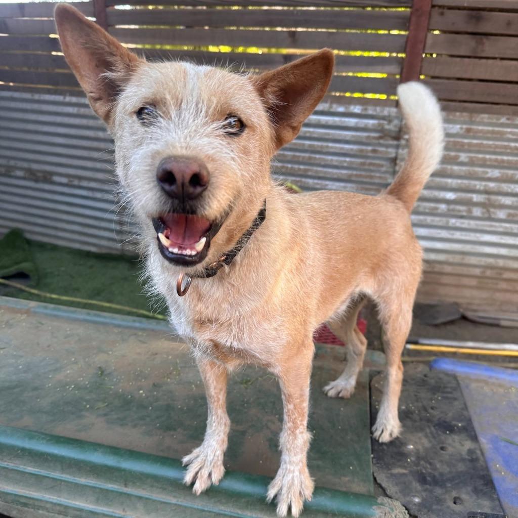 Enlarge Nier (Soi Dog), a Adoptable mixed breed in San Diego, CA image 5/6