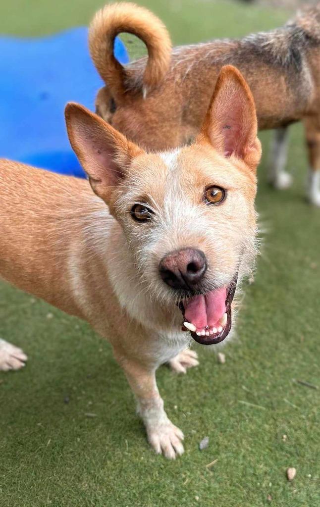 Enlarge Nier (Soi Dog), a Adoptable mixed breed in San Diego, CA image 1/2