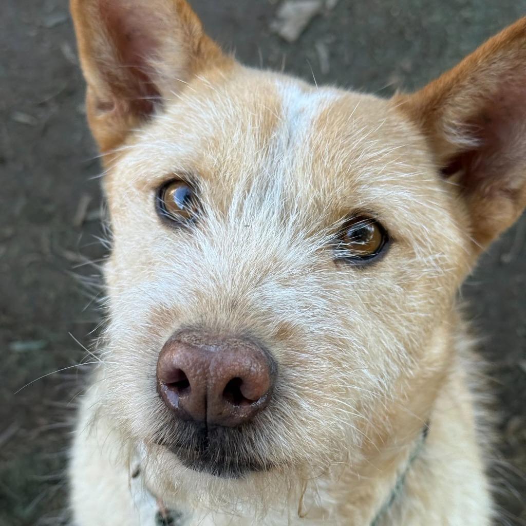 Enlarge Nier (Soi Dog), a Adoptable mixed breed in San Diego, CA image 6/6