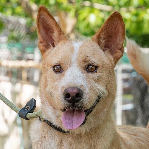 Enlarge Nier (Soi Dog), a Adoptable mixed breed in San Diego, CA image 2/2