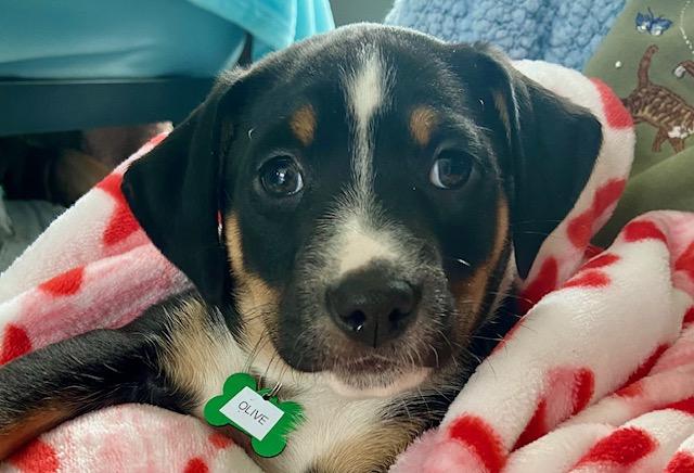 Enlarge Olive, a Adoptable mixed breed in New Albany, OH image 1/1