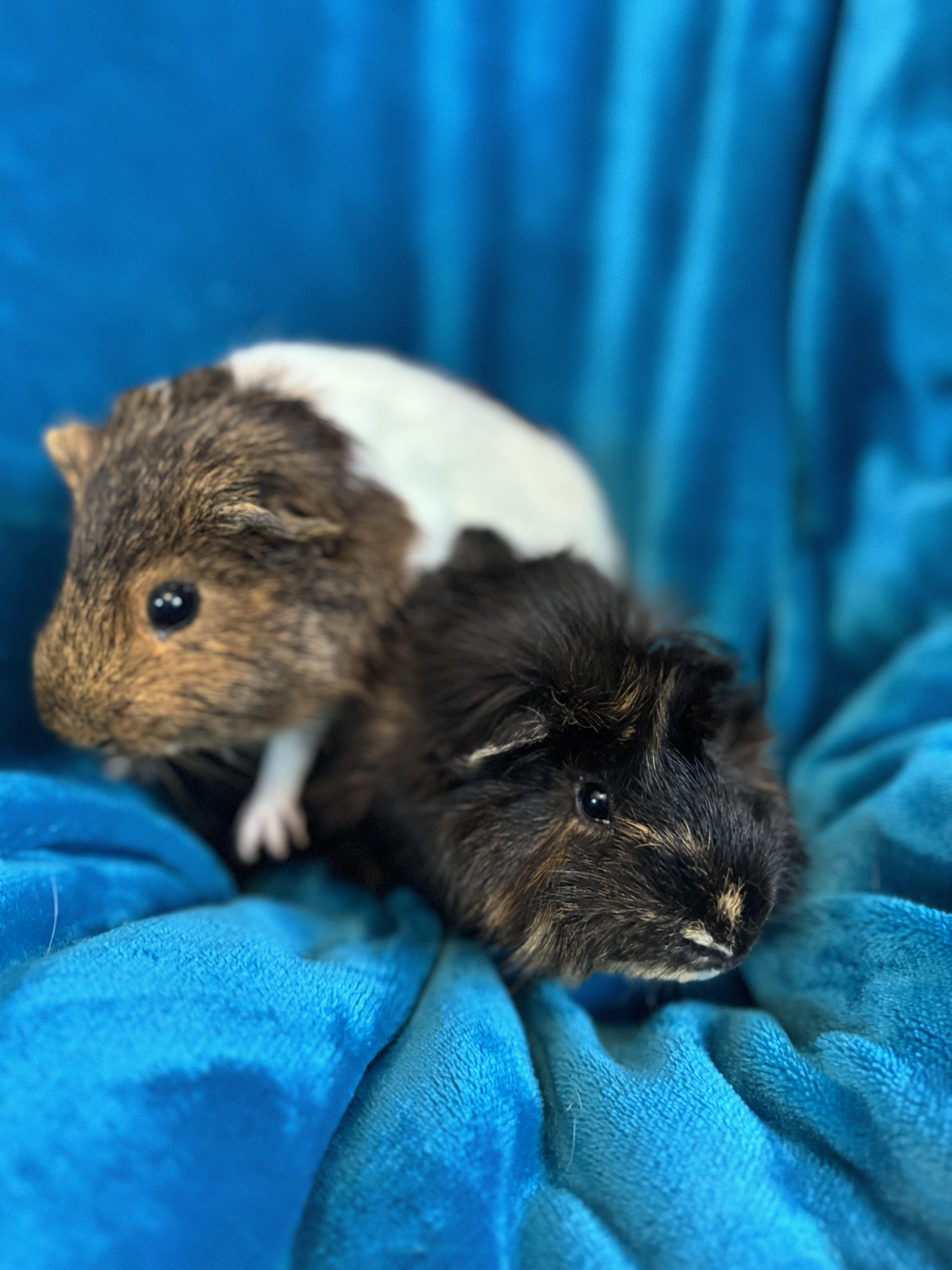 Enlarge Luka and Lucci, a Adoptable Abyssinian in Walnut Grove, CA image 2/2