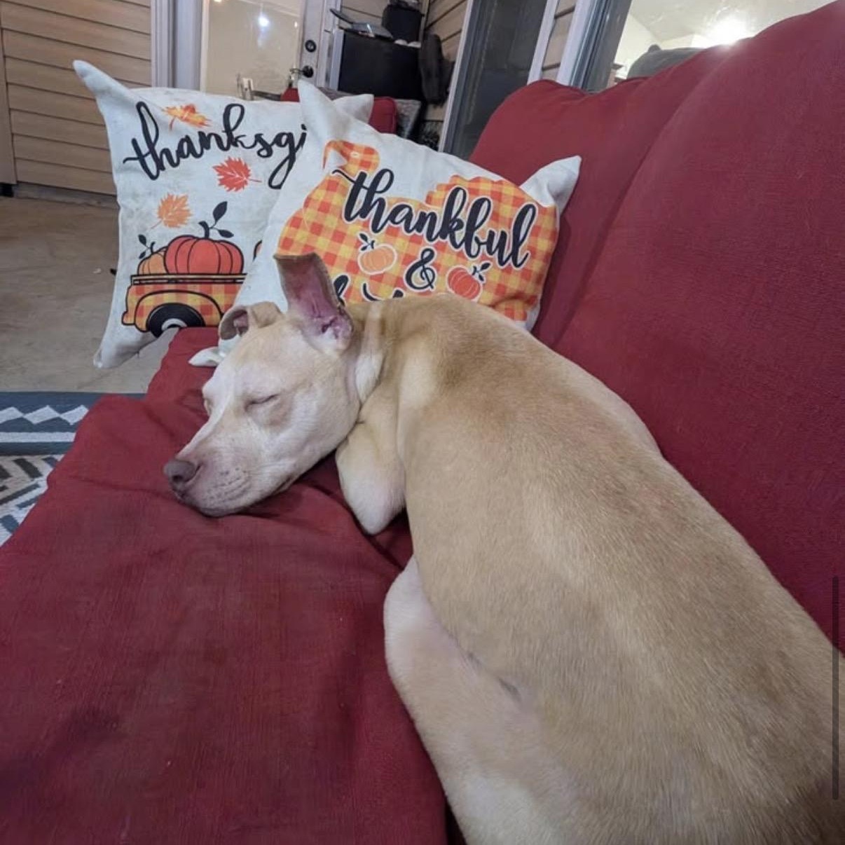 Milo, a Adoptable Mixed Breed in Calabash, NC image 3/6