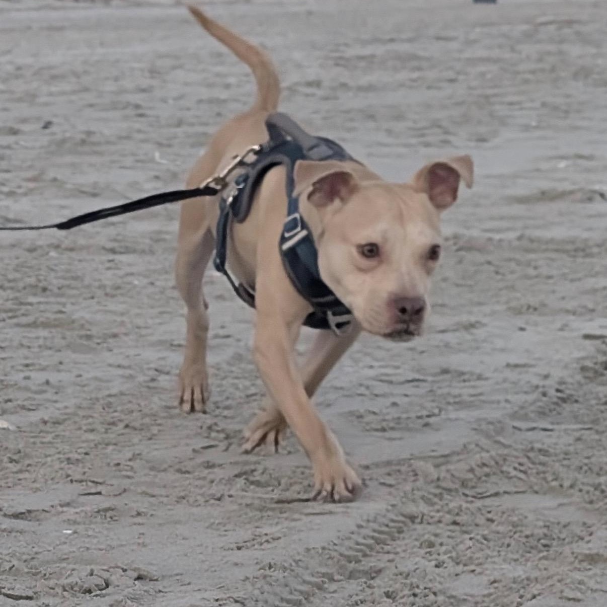 Milo, a Adoptable Mixed Breed in Calabash, NC image 4/6